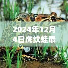 虎纹蛙的成长故事与未来展望,跃变之路的无限可能(最新篇章)