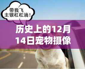 宠物摄像头挂脖子户外实时监控,特殊日子的温情瞬间