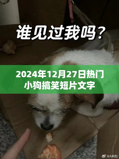 小狗搞笑短片,欢乐瞬间,笑翻全场