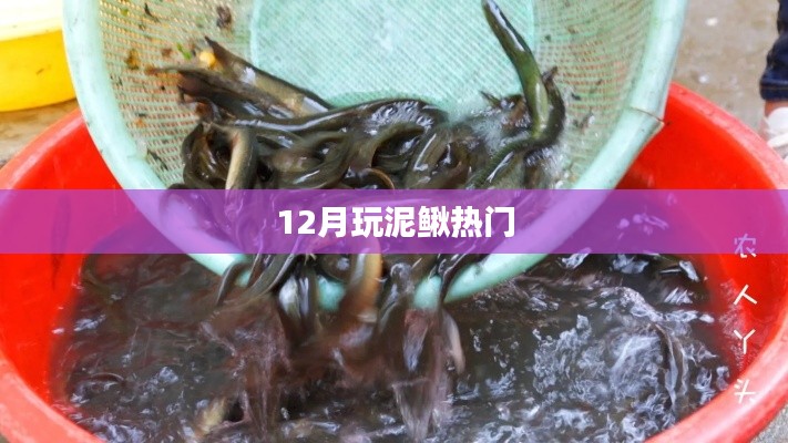冬季泥鳅玩法热潮来袭!