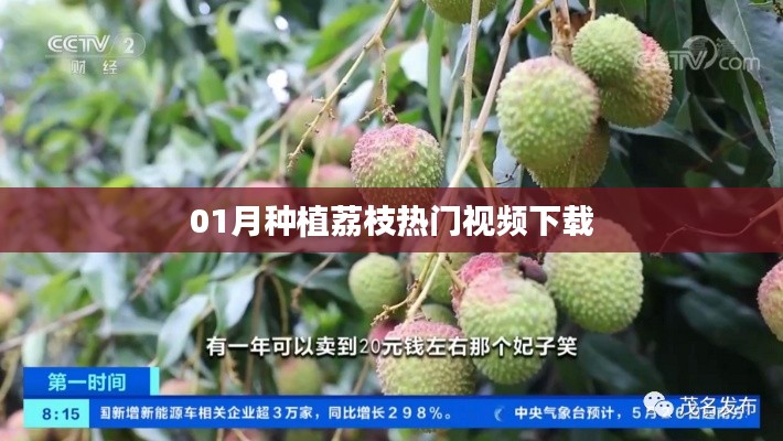 荔枝种植热门视频下载攻略(附教程)