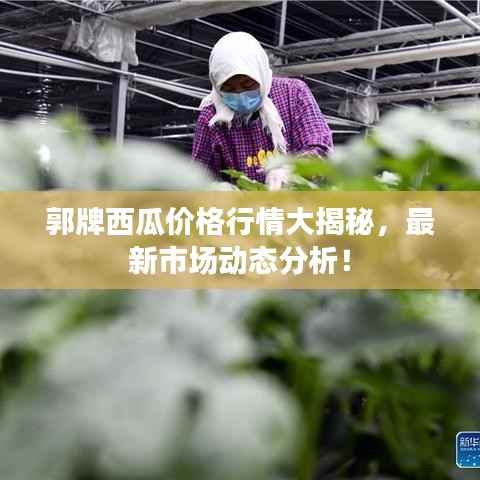 郭牌西瓜价格行情大揭秘,最新市场动态分析!