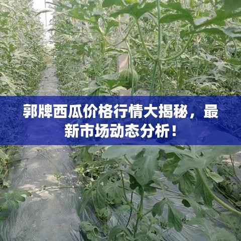 郭牌西瓜价格行情大揭秘,最新市场动态分析!