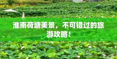 淮南荷塘美景,不可错过的旅游攻略!