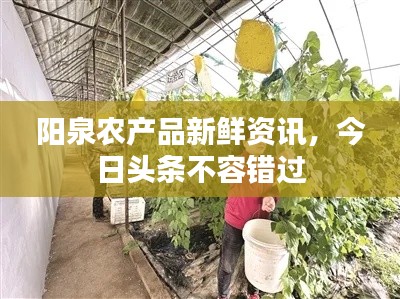 阳泉农产品新鲜资讯,今日头条不容错过