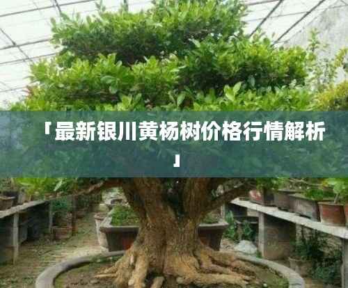 「最新银川黄杨树价格行情解析」
